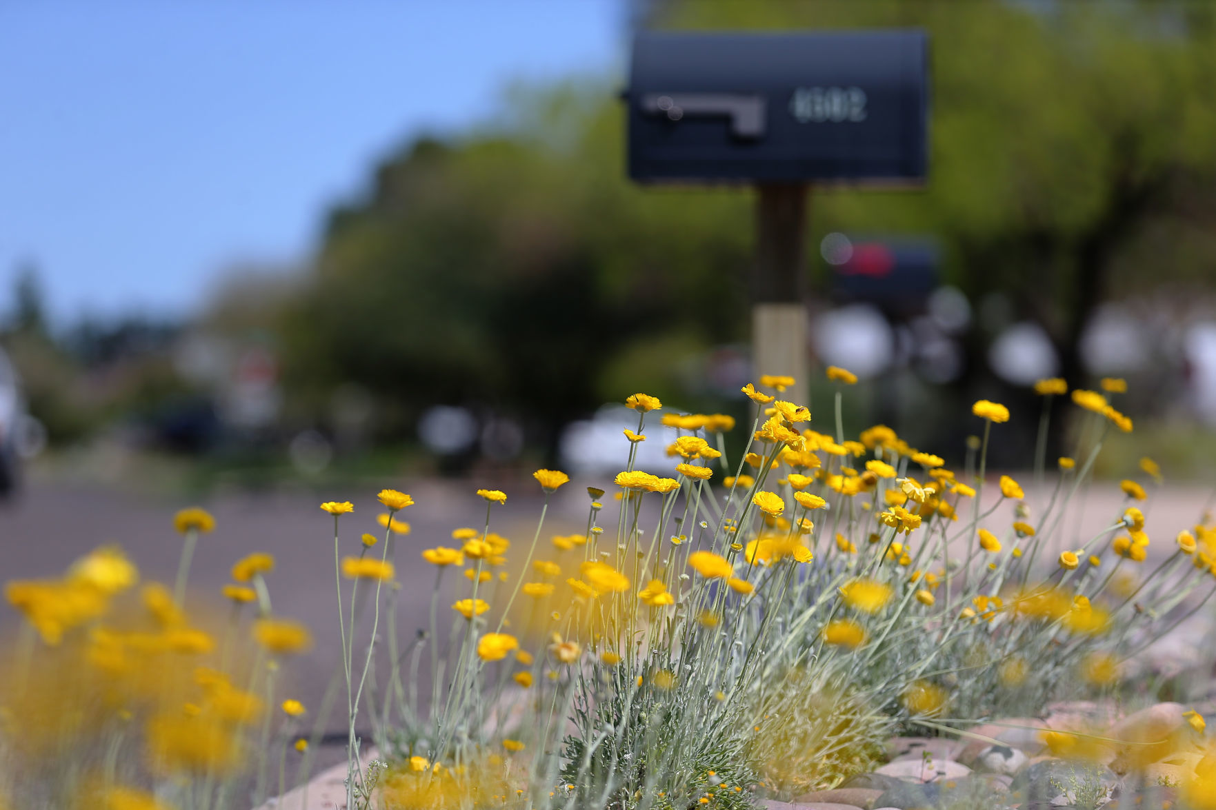 Wildflowers around Tucson, 2020